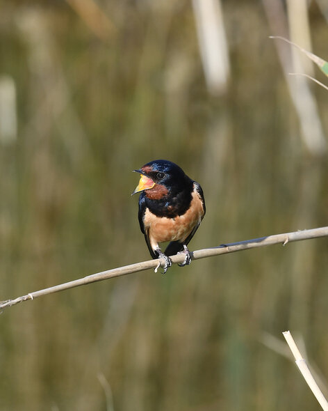 Hirondelle rustique - Hirundo rustica - Barn Swallow (3).jpg