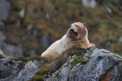 Ours blanc - Ursus maritimus - ours polaire (58).jpg