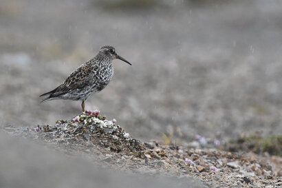 Bécasseau violet - Calidris maritima - Purple Sandpiper (5).jpg