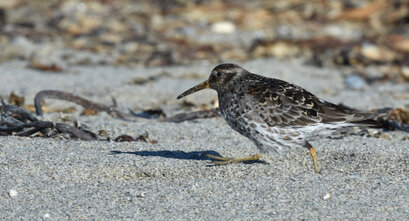 Bécasseau violet - Calidris maritima - Purple Sandpiper (52).jpg