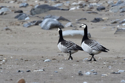 Bernache nonnette - Branta leucopsis - Barnacle Goose (4).jpg