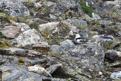 Bruant des neiges  - Plectrophane des neiges - Plectrophenax nivalis - Snow Bunting (10).jpg