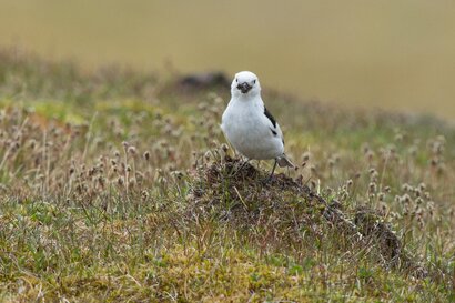 Bruant des neiges  - Plectrophane des neiges - Plectrophenax nivalis - Snow Bunting (38).jpg