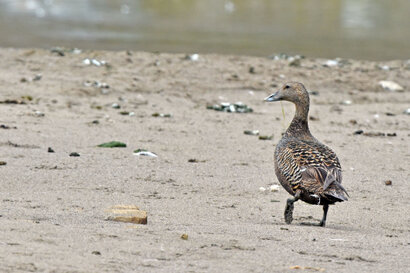 Eider à duvet - Somateria mollissima - Common Eider (5).jpg