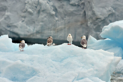 Goéland bourgmestre - Larus hyperboreus - Glaucous Gull (84).jpg