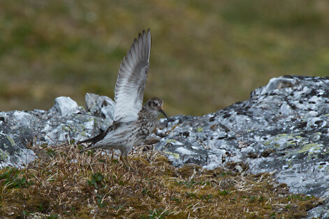 Bécasseau violet - Calidris maritima - Purple Sandpiper (69).jpg