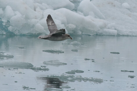 Fulmar boréal - Fulmarus glacialis - Northern Fulmar (14).jpg