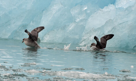 Fulmar boréal - Fulmarus glacialis - Northern Fulmar (7).jpg