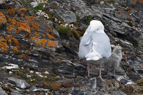 Goéland bourgmestre - Larus hyperboreus - Glaucous Gull (1).jpg