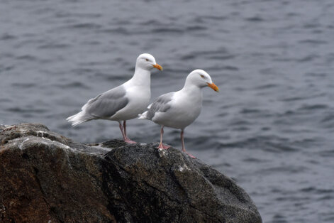 Goéland bourgmestre - Larus hyperboreus - Glaucous Gull (96).jpg