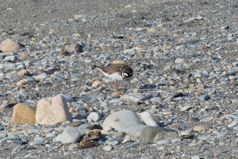 Grand Gravelot - Charadrius hiaticula - Common Ringed Plover (3).jpg