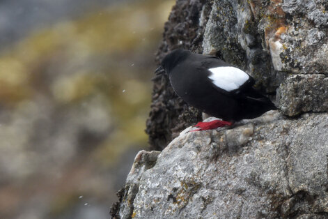 Guillemot à miroir - Cepphus grylle - Black Guillemot (27).jpg