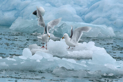 Goéland bourgmestre - Larus hyperboreus - Glaucous Gull (88).jpg