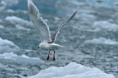 Goéland bourgmestre - Larus hyperboreus - Glaucous Gull (93).jpg