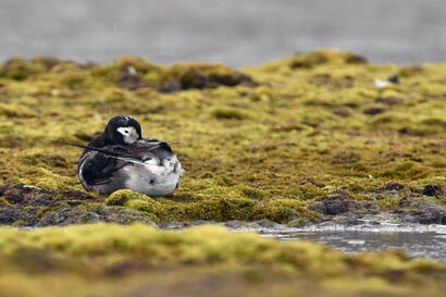 Harelde boréale - Clangula hyemalis - Long-tailed Duck (26).jpg