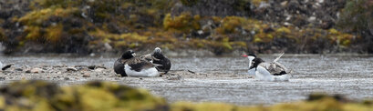 Harelde boréale - Clangula hyemalis - Long-tailed Duck (33).jpg