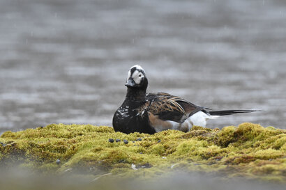 Harelde boréale - Clangula hyemalis - Long-tailed Duck (5).jpg