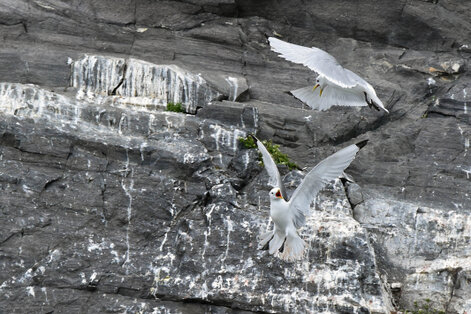 Mouette tridactyle - Rissa tridactyla - Black-legged Kittiwake (100).jpg