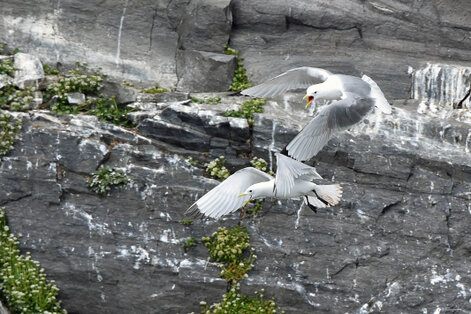 Mouette tridactyle - Rissa tridactyla - Black-legged Kittiwake (104).jpg