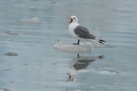 Mouette tridactyle - Rissa tridactyla - Black-legged Kittiwake (64).jpg