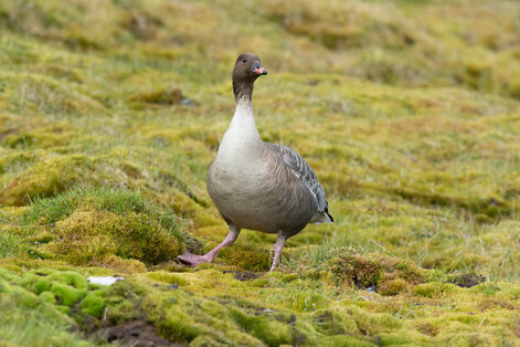 Oie à bec court - Anser brachyrhynchus - Pink-footed Goose (21).jpg