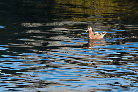 Phalarope à bec large - Phalaropus fulicarius - Red Phalarope (26).jpg