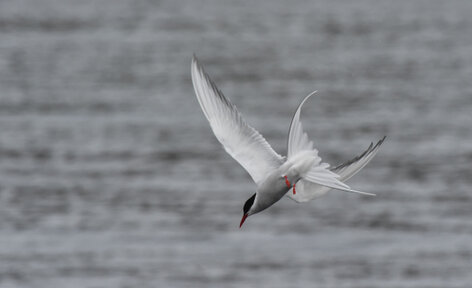 Sterne arctique - Sterna paradisaea - Arctic Tern (40).jpg