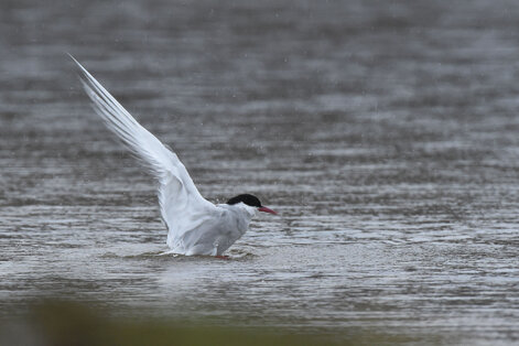 Sterne arctique - Sterna paradisaea - Arctic Tern (59).jpg