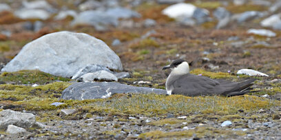 Labbe parasite - Stercorarius parasiticus - Parasitic Jaeger (25).jpg