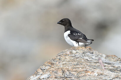 Mergule nain - Alle alle - Little Auk (8).jpg