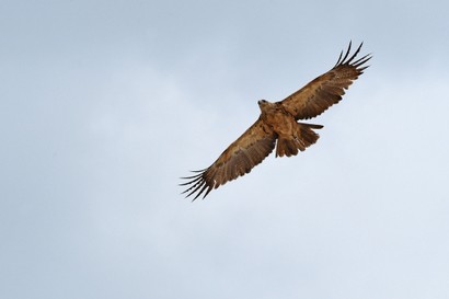 Aigle ravisseur - Aquila rapax - Tawny Eagle (33).JPG