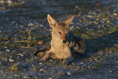 Chacal à chabraque - Black-backed Jackal - Canis mesomelas (206).JPG