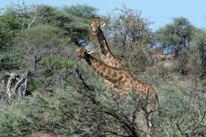 Girafe  Giraffe - Giraffa camelopardalis - giraffa (192).jpg