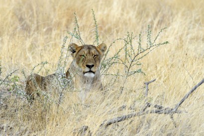 Lion - Lion - Panthera leo (240).jpg
