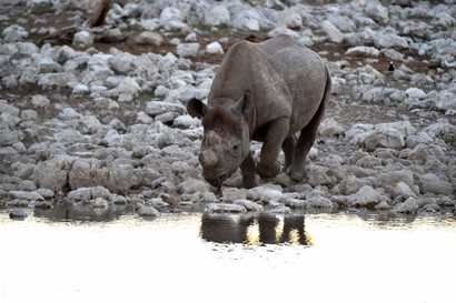 Rhinocéros noir - Hook-lipped Rhinoceros - Black Rhino - Diceros bicornis (b 1) (81).jpg