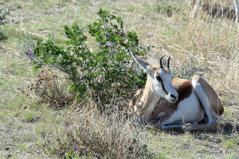 Impala commun - Common impala - Aepyceros melampus melampus (3).jpg