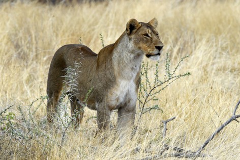 Lion - Lion - Panthera leo (387).jpg