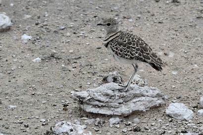 Courvite à double collier - Rhinoptilus africanus - Double-banded Courser (6).jpg