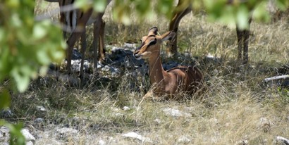Impala à face noire - Black-faced Impala  - Aepyceros melampus petersi (6).jpg