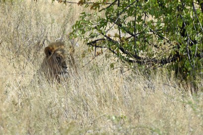 Lion - Lion - Panthera leo (673).jpg