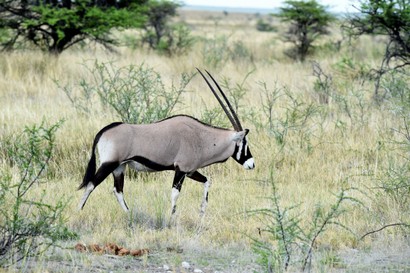 Oryx gazelle (Gemsbok) - Gemsbok - Oryx gazella (2).jpg