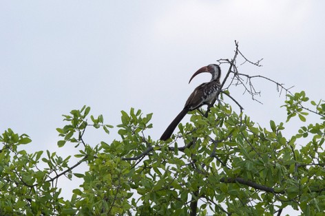 Calao de Damara - Tockus damarensis - Damara Red-billed Hornbill (2).jpg