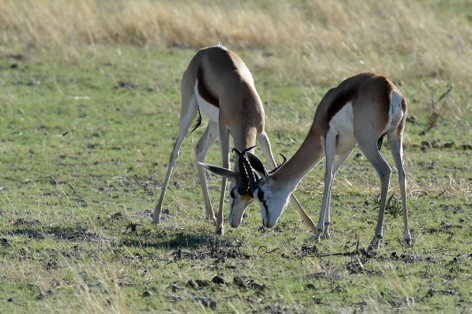 Impala commun - Common impala - Aepyceros melampus melampus (a22) (8).jpg