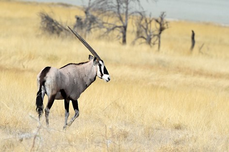 Oryx gazelle (Gemsbok) - Gemsbok - Oryx gazella (11).jpg