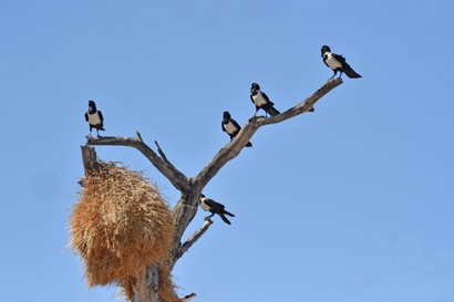 Corbeau pie - Corvus albus - Pied Crow (6).JPG