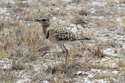 Courvite à double collier - Rhinoptilus africanus - Double-banded Courser (80).jpg