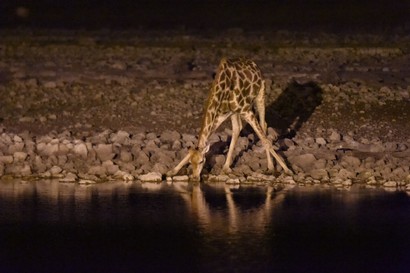 Girafe  Giraffe - Giraffa - camelopardalis giraffa (b1) (57).jpg