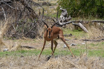 Impala à face noire - Black-faced Impala - Aepyceros melampus petersi (273).jpg