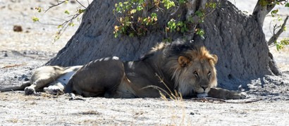 Lion - Lion - Panthera leo (a1) (15).jpg