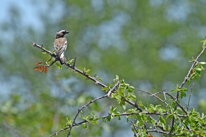 Mahali à sourcils blancs - Plocepasser mahali - White-browed Sparrow-Weaver (b1) (6).JPG